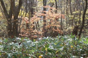 旭山紅葉情報2023年11月5日16ハウチワカエデ