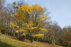 旭山紅葉情報2023年11月5日17イタヤカエデ黄葉