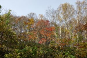 旭山紅葉情報2023年11月5日2旭山でいちばんきれいに色づくヤマモミジ