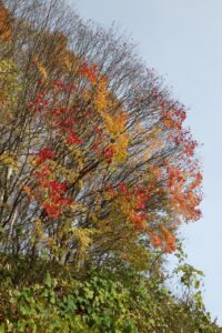 旭山紅葉情報2023年11月5日5第Ⅰ駐車場入口のヤマモミジ