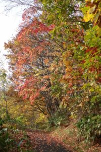 旭山紅葉情報2023年11月5日1旭山でいちばんきれいに色づくヤマモミジ接近