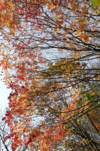 旭山紅葉情報2023年11月5日3旭山でいちばんきれいに色づくヤマモミジ真下から