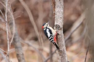 アカゲラ♂2023年11月25日