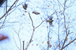 ヒレンジャク2023年11月19日