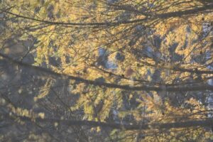 カラマツ黄葉2023年11月25日