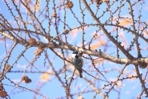 ヒガラ2023年11月25日カラマツ