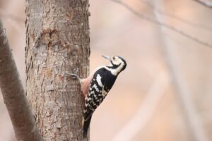 オオアカゲラ♀2023年11月25日