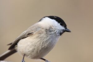 ハシブトガラ2023年11月25日手乗り個体