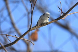 シマエナガ2023年11月25日
