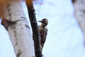 オオアカゲラ♀2023年11月19日