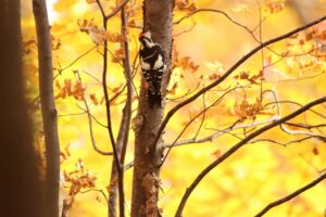 アカゲラ♂2023年11月3日