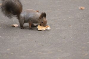 エゾリス2023年11月11日