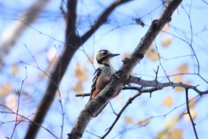 オオアカゲラ♀2023年11月11日