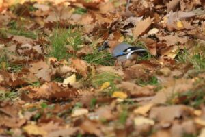 カケス亜種ミヤマカケス2023年11月3日2地面にいる