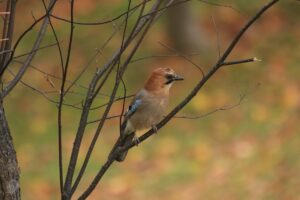 ミヤマカケス2023年11月11日