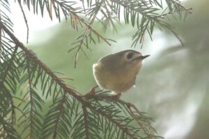 キクイタダキ2023年11月3日