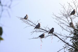 キレンジャク2023年11月11日