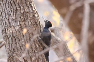 クマゲラ♀2023年11月11日