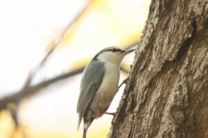 ゴジュウカラ亜種シロハラゴジュウカラ2023年11月3日
