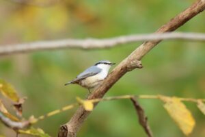 ゴジュウカラ2023年11月11日亜種シロハラゴジュウカラ