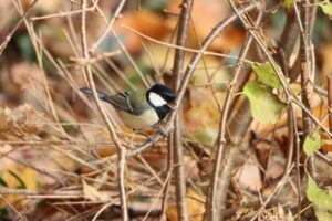 シジュウカラ2023年11月11日
