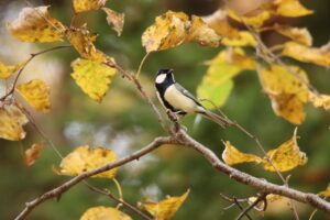 シジュウカラ2023年11月3日