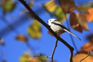 シマエナガ2023年11月3日