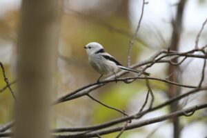 シマエナガ2023年11月11日