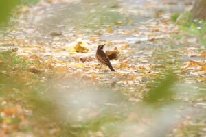 ツグミ2023年11月3日