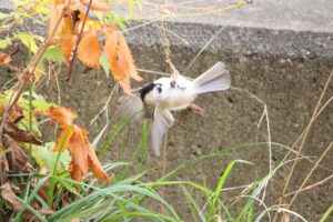 ハシブトガラ2023年11月3日