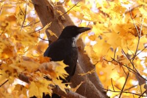 ハシブトガラス2023年11月3日