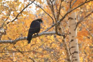 ハシブトガラス2023年11月11日