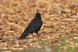 ハシボソガラス2023年11月3日