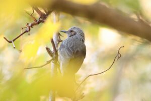 ヒヨドリ2023年11月3日