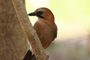 カケス亜種ミヤマカケス2023年11月3日1アップ