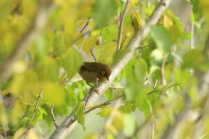 メジロ2023年11月11日