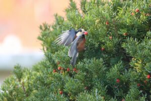 ヤマガラ2023年11月3日イチイ（オンコ）の種子を食べる