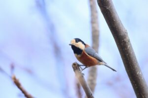 ヤマガラ2023年11月11日