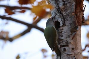 ヤマゲラ♂2023年11月3日