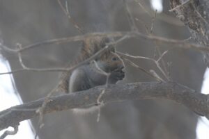 エゾリス2023年12月15日