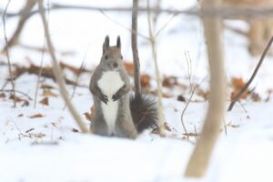 エゾリス2023年12月9日