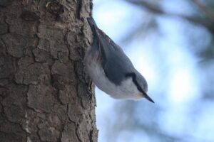 ゴジュウカラ2023年12月1日亜種シロハラゴジュウカラ