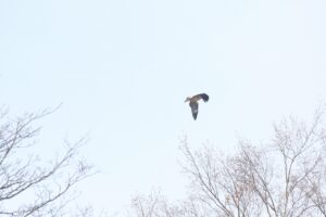 トビ2023年12月22日