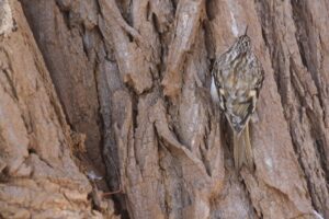 キバシリ2023年12月22日