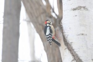 アカゲラ♂2023年12月15日