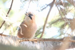 ミヤマカケス2023年12月9日2