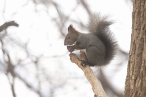 エゾリス2023年12月1日