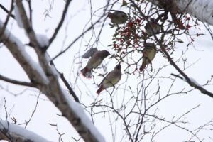 ヒレンジャク2023年12月1日