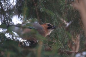 カケス2023年12月1日亜種ミヤマカケス