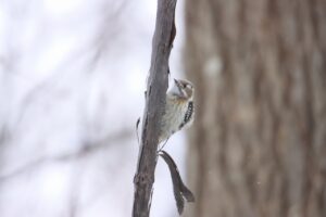 コゲラ2023年12月1日